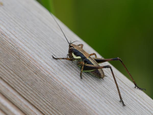 Bramesprinkhaan (Pholidoptera griseoaptera)
